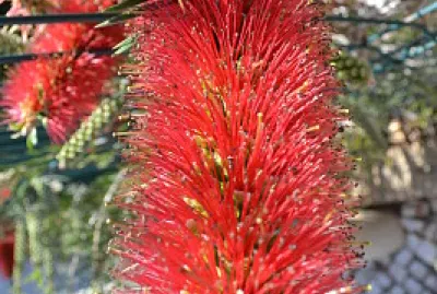 bottle brush bush