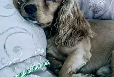 perro coker durmiendo
