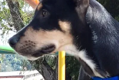 Maximus