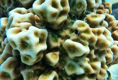 פאזל של Favites halicora