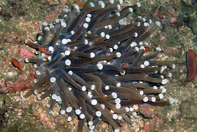 Heliofungia actiniformis