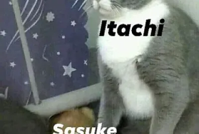 eres debil sasuke te falta odio