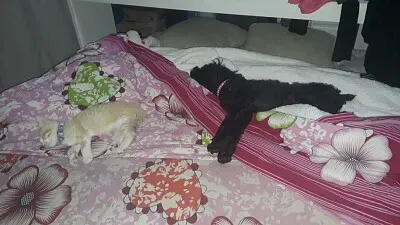 roma y lala