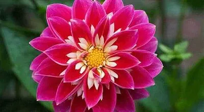 flores