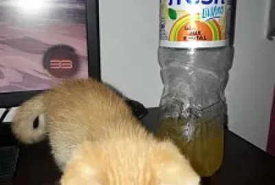 botella de fresh con tyron