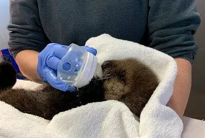 joey the otter