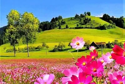 flower pink