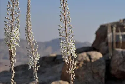 ×ž×‘×©×¨ ×”×¡×ª×™×• - ×—×¦×‘ jigsaw puzzle