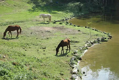 Cavalos Pastando