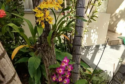 פאזל של el amor es belleza