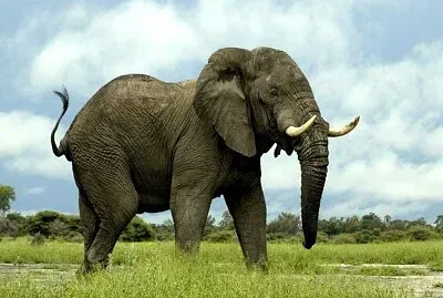 Arma el rompecabezas y descubre la imagen.