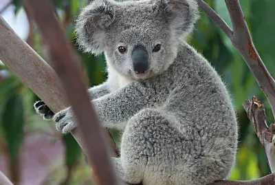 El koala es una especie australiana.