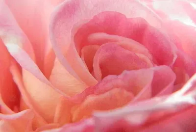 Rosa de dia