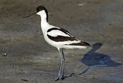Avocetta comune