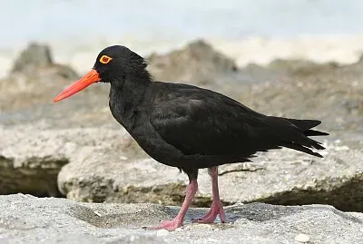 Beccaccia di mare fuliginosa