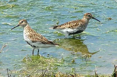 Piovoncello pancianera