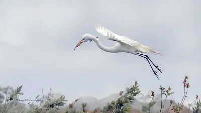 פאזל של garza blanca