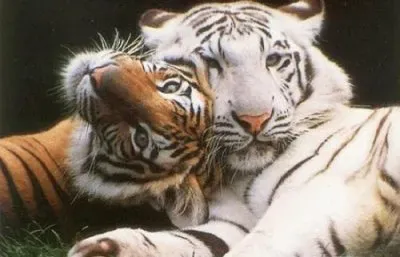 Tigre