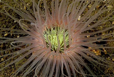 Ceriantharia