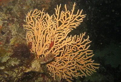 Eunicella verrucosa