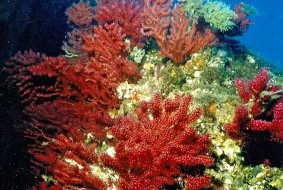 Paramuricea clavata