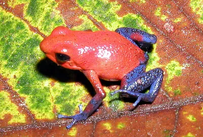 Velenosa dendrobates pigmeo