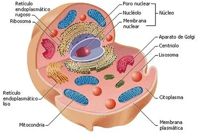 la cÃ©lula jigsaw puzzle
