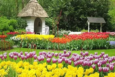 tulipanes