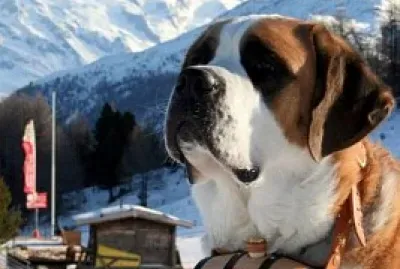 SAN BERNARDO jigsaw puzzle