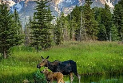 ALCES EN GRAN TETÓN