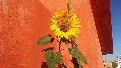 GIRASOL CON MARIPOSA
