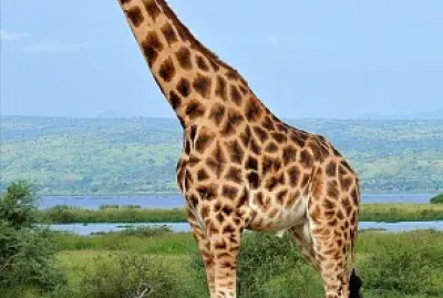 Girafa jigsaw puzzle