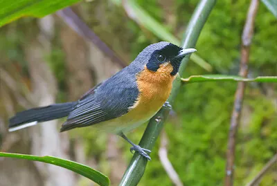 Monarca dagli occhiali
