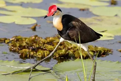 Irediparra gallinacea