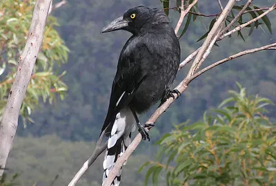 Currawong bianconero