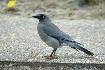 Currawong grigio