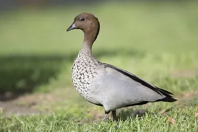 Anatra arbicola australiana