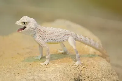 Gecko