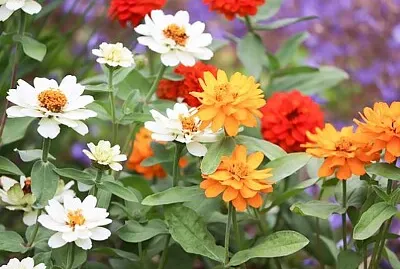 פאזל של flores