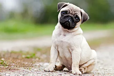 PERRITO ADOP ME