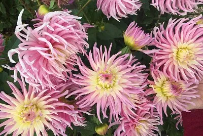 Pink Dahlias 2