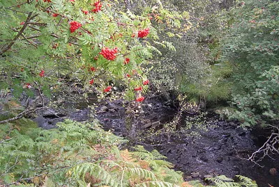 The Rowan tree jigsaw puzzle