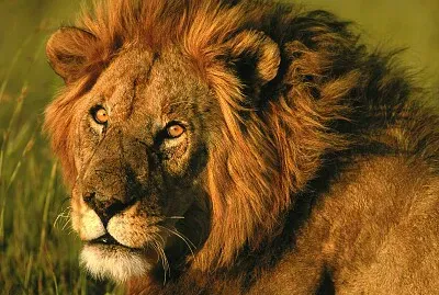Animal africano