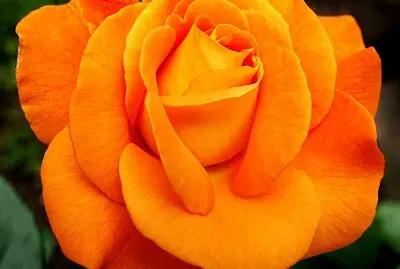 Rosa laranja