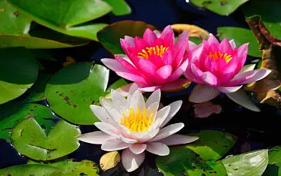 flores - Nenúfar jigsaw puzzle