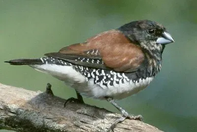 Nonnetta bicolore