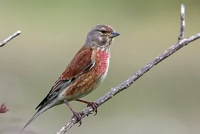 Cardellino cannabina
