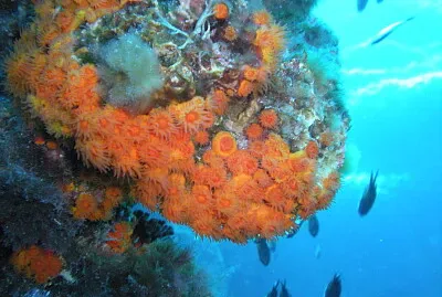 Astroides calcycularis