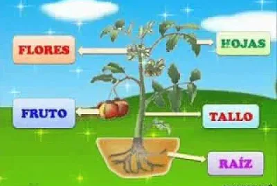 APRENDEMOS SOBRE LAS PLANTAS jigsaw puzzle