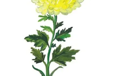 CRIZANTEMA